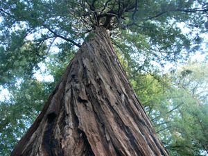 Big Basin Redwoods park - 14