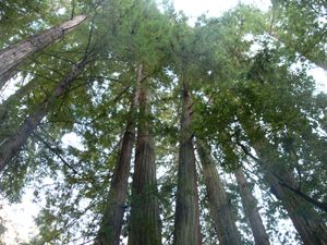 Big Basin Redwoods park - 23