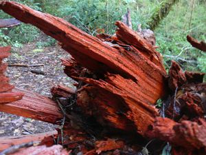 Big Basin Redwoods park - 24