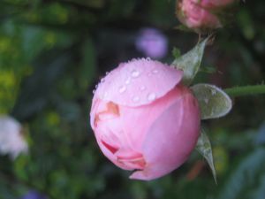 roses-de-mon-jardin 2067