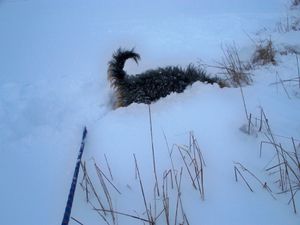 promenade dans la neige 01.02.2010 052