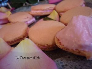 Macaronsrose2