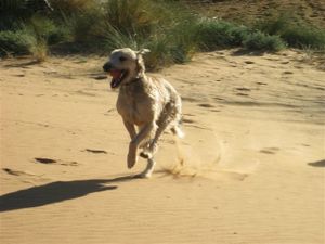 Erg-Chebbi---endlich-Piste-153.jpg