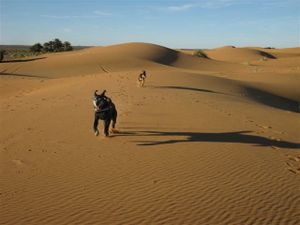 Erg-Chebbi---endlich-Piste-157.jpg