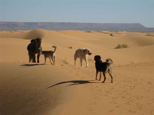 Erg-Chebbi---endlich-Piste-297.jpg