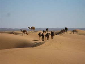 Erg-Chebbi---endlich-Piste-300.jpg