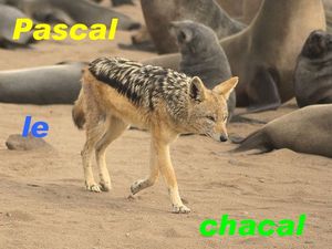 chacal.jpg