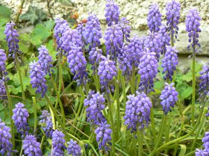 fleurs à Noyers