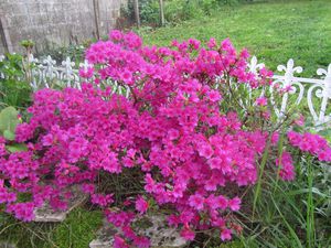 Azalee-du-Japon-et-autres-fleurs-007.jpg