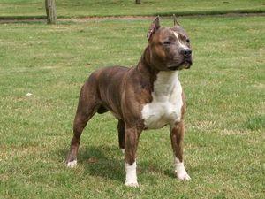 American Staffordshire Terrier