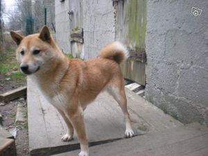 donne-shiba-inu