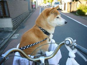 panier-velo-shiba-inu