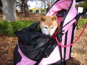 poussette-chien-japon
