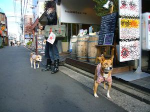 promener-chien-au-japon
