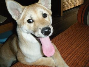 shiba-grandes-oreilles.jpg