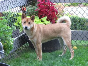 shiba-trop-grand.jpg