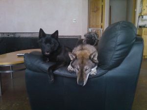 kai-shikoku-rare-breed