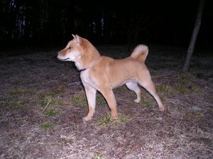 jomon-shiba-profil