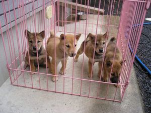 jomon-shiba-puppies