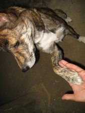 ryukyu-ken-brindle-dog-rare