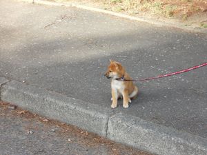 Shiba peureux ? agressif ? malpropre même adulte Shiba peureux ? agressif ? malpropre même adulte