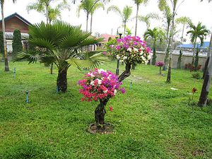 alain-toffee-thai-bangkaew9.jpg