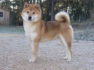 cajan-champion-shiba