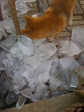 shiba-yoshi-glace3