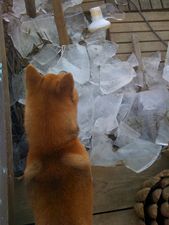 shiba-yoshi-glace7