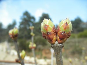 Paques-Valoan-2013-017.JPG