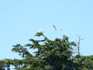 golfe morbihan 1