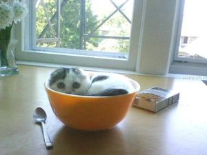 chat 4
