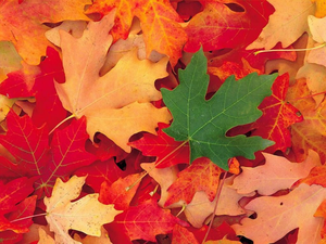 automne.png
