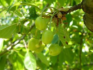 cerises 2