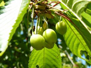 cerises 3