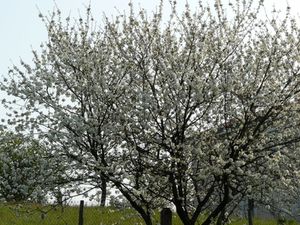 cerisier