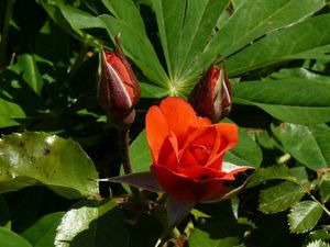 rose