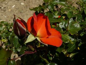 roses1