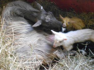 Goat-s-farm--44-.JPG