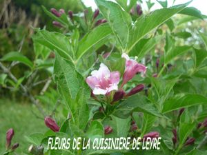 AZALES