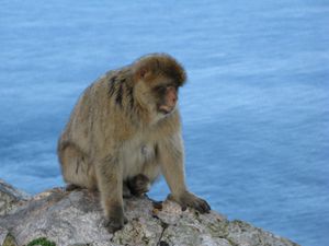 IMG_1690Gibraltar-Apes-Den-07-01.JPG