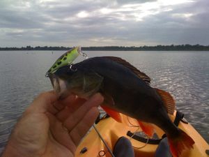 perchekayak