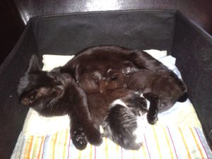 Barbouille-et-Bobinette.jpg