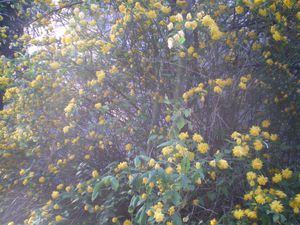 jardin-008.JPG