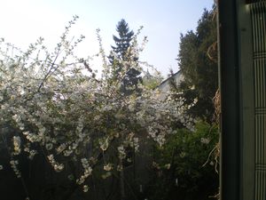 jardin-014.JPG