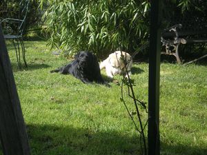 lapin-et-mouton-001.JPG
