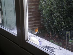 oiseaux 001