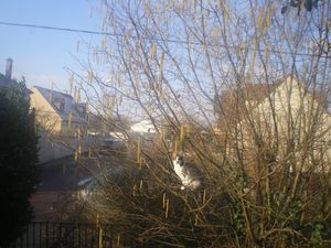 oiseaux-007.JPG