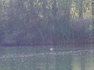 etang-002.JPG