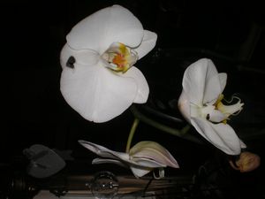 anniversaire-2010-040.JPG